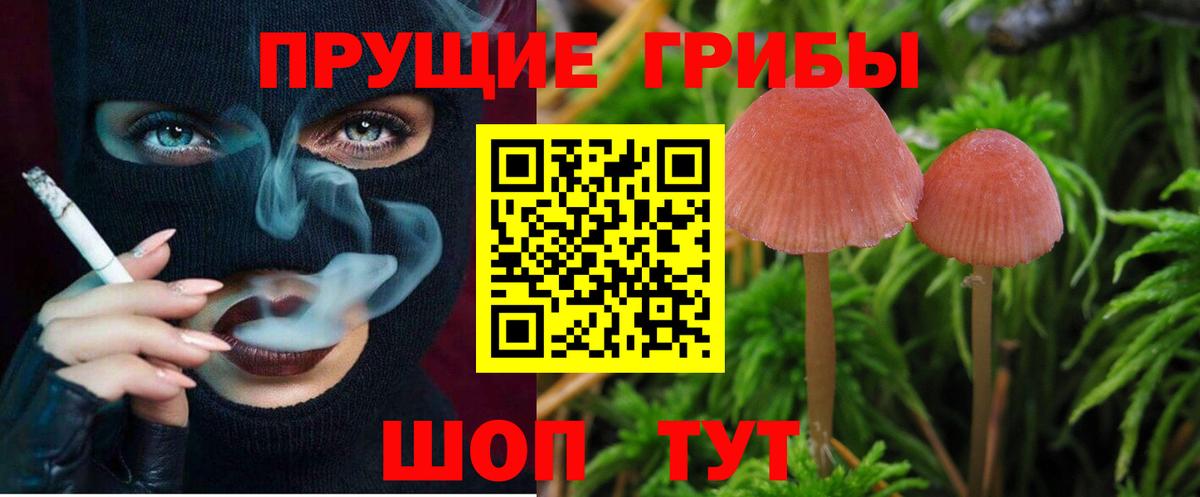 Псилоцибиновые грибы Cubensis  Вход с VPN  Псилоцибиновые грибы Psilocybine cubensis  Тамбов 